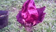 Bukidnon Flowers: The Corpse Plant